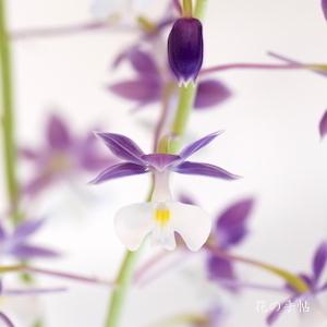 ｜花の手帖のラン図鑑