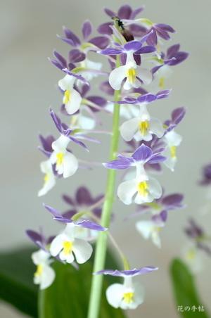 エビネ コハル（小春）｜花の手帖のラン図鑑