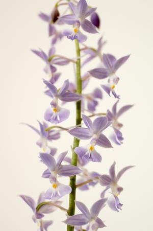 エビネ ヤマノカ（山の香）カランセ オリエンタル ニオイ（？） ヤマノカ（Calanthe Oriental Nioi 'Yamanoka'）｜花の手帖のラン図鑑