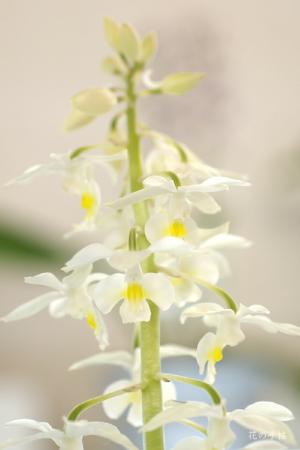 ｜花の手帖のラン図鑑