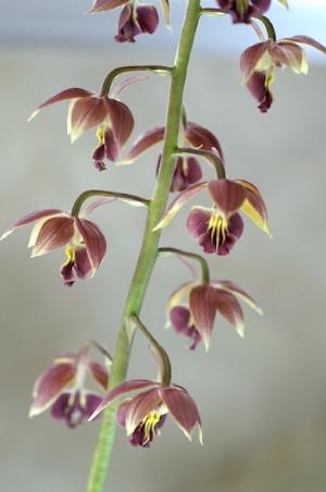 エビネ サツマ ブソン｜花の手帖のラン図鑑