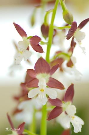 トクノシマエビネ シュウトク（秀徳）｜花の手帖のラン図鑑