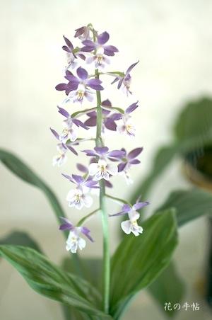 ｜花の手帖のラン図鑑