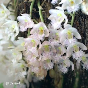 カタセタム レベッカ ノーザン 'ミッカビ'｜花の手帖のラン図鑑