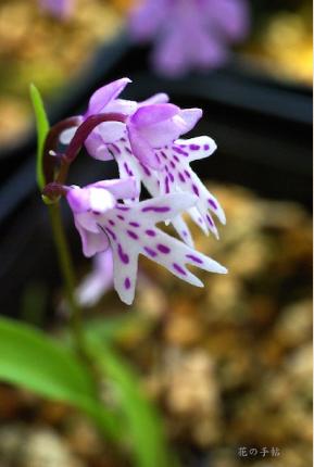 イワチドリ（岩千鳥）｜花の手帖のラン図鑑