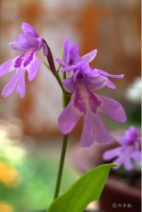 ｜花の手帖のラン図鑑