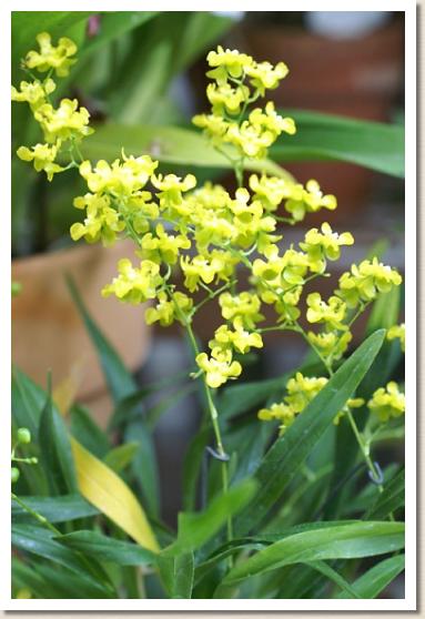 オンシディオダ チャールズ ワーシー 