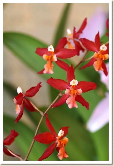 オンシディオダ チャールズ ワーシー 