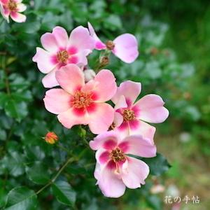 バラ　｜花の手帖のバラ図鑑