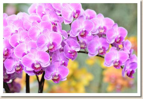 Phalaenopsis Happy Vivien 'Chunli｜花の手帖のラン図鑑