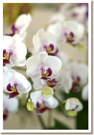 Phalaenopsis Liu's Twilight x liu's Fantasy 'Cute'｜花の手帖のラン図鑑