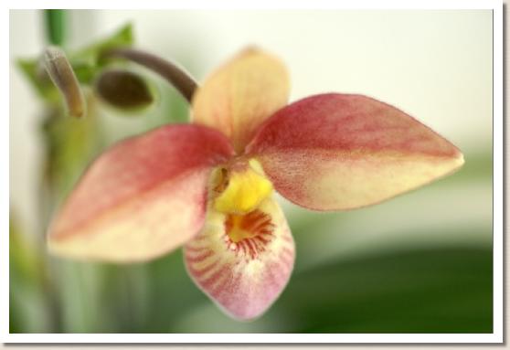 フラグミペジウム ロジー ゼム 'ロゼウム'