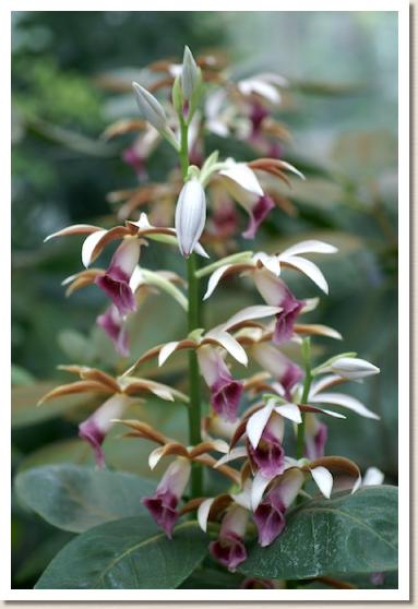 ファイウス タンケルビレアエ