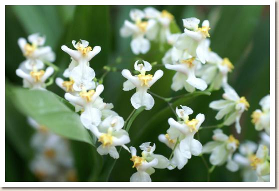 オンシジュウム スィートフレーバー