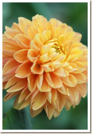 ダリア ポートライトオレンジ