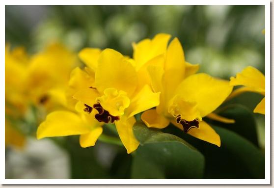 ポティナラ ハウヤン ゴールド