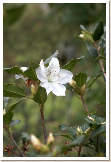 ランダイヒカゲツツジ  