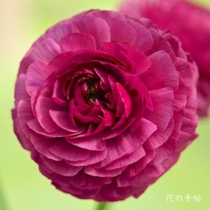 ランキュラス　藍の調べ｜花の手帖のバラ図鑑