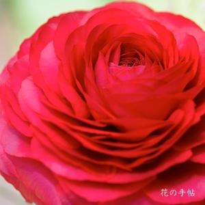 ランキュラス　茜の想い｜花の手帖のバラ図鑑
