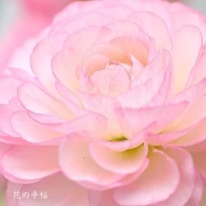 ランキュラス　アンティーブ｜花の手帖のバラ図鑑