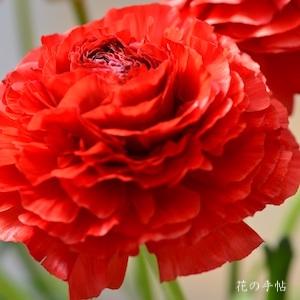 ランキュラス　アーマンディレッド｜花の手帖のバラ図鑑