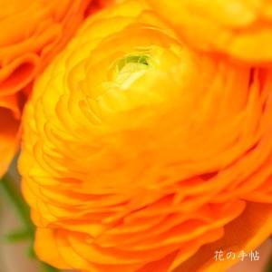 ランキュラス　アーマンディトゥルーオレンジ｜花の手帖のバラ図鑑