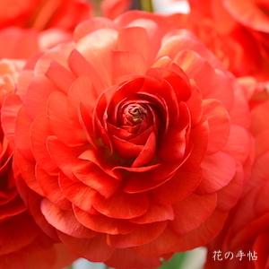 ランキュラス　アトス｜花の手帖のバラ図鑑
