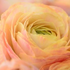 ランキュラス　アベロン｜花の手帖のバラ図鑑