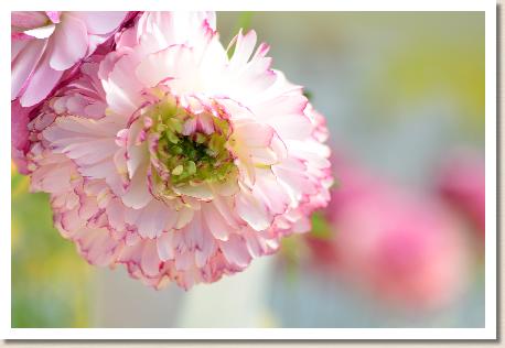 ラナンキュラス　バルメット（RANUNCULUS　Balmette）｜花の手帖のwebラナンキュラス図鑑