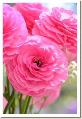 ラナンキュラス　ブレスト（RANUNCULUS　Brest）｜花の手帖のwebラナンキュラス図鑑