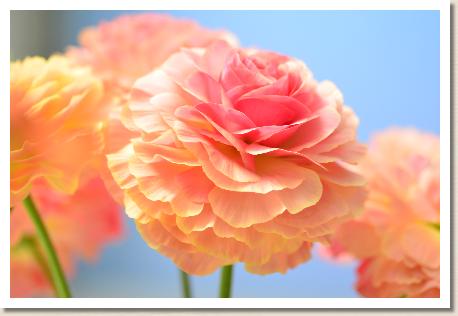 ラナンキュラス　ビュゼ（RANUNCULUS　Buzet）｜花の手帖のwebラナンキュラス図鑑