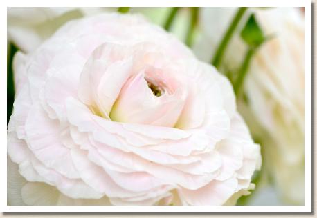 ラナンキュラス　セルベール（RANUNCULUS　Cerbere）｜花の手帖のwebラナンキュラス図鑑