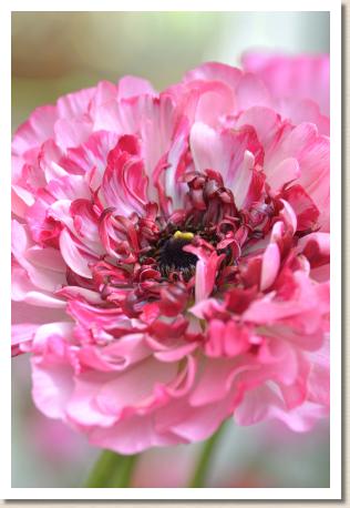 ラナンキュラス　シャルロット（RANUNCULUS　Charlotte）｜花の手帖のwebラナンキュラス図鑑