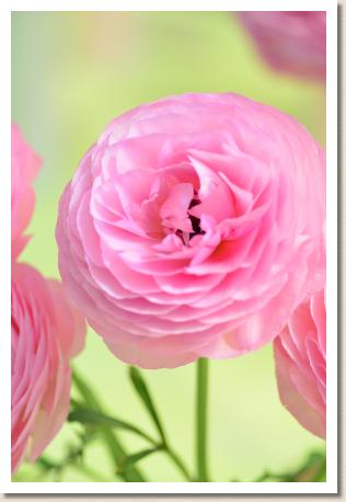 ラナンキュラス　シュノンソー（RANUNCULUS　Chenonceau）｜花の手帖のwebラナンキュラス図鑑