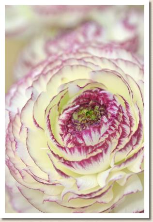 ラナンキュラス　チホノマイ（ちほの舞）・ミケーネ｜花の手帖のwebラナンキュラス図鑑