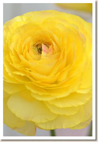 ラナンキュラス　コルマール（RANUNCULUS　Colmar）｜花の手帖のwebラナンキュラス図鑑