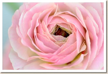 ラナンキュラス　コルテ（RANUNCULUS　Corte）｜花の手帖のwebラナンキュラス図鑑