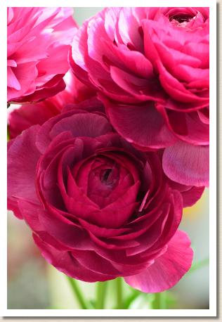 ラナンキュラス　デルフィ（RANUNCULUS　Delfi）｜花の手帖のwebラナンキュラス図鑑