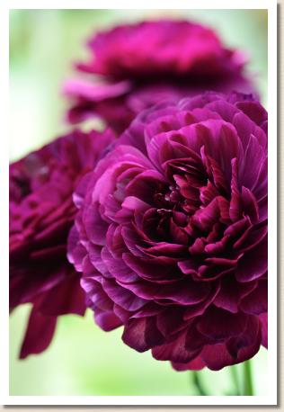 ラナンキュラス　デルフィ（RANUNCULUS　Delfi）｜花の手帖のwebラナンキュラス図鑑