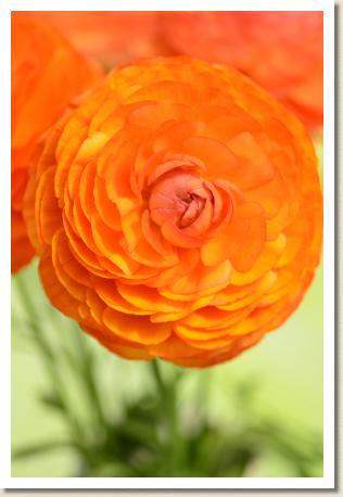 ラナンキュラス　ディーニュ（RANUNCULUS　Digne）｜花の手帖のwebラナンキュラス図鑑