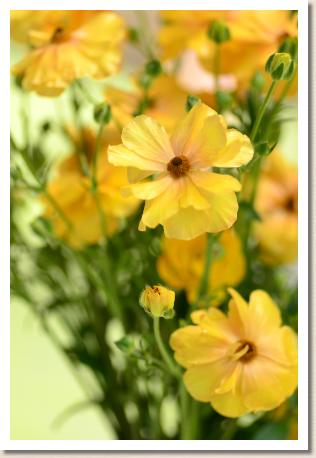 ラナンキュラス　ディオーネ（RANUNCULUS　Dione）｜花の手帖のwebラナンキュラス図鑑