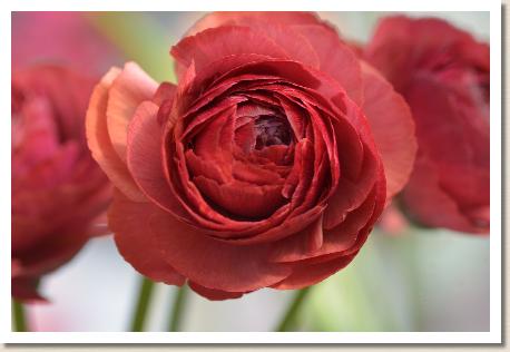 ラナンキュラス　ドラマ（RANUNCULUS　Drama）｜花の手帖のwebラナンキュラス図鑑