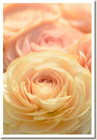 ラナンキュラス　エミ？（笑美）｜花の手帖のwebラナンキュラス図鑑