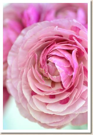 ラナンキュラス　エピナル（RANUNCULUS　Epinal）｜花の手帖のwebラナンキュラス図鑑