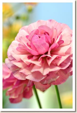 ラナンキュラス　エピナル（RANUNCULUS　Epinal）｜花の手帖のwebラナンキュラス図鑑