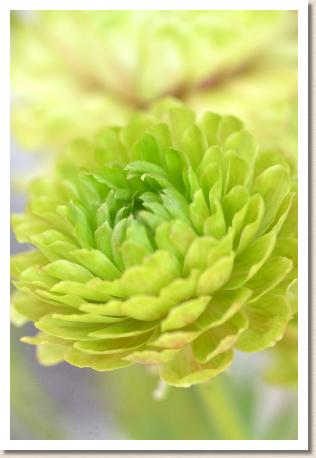 ラナンキュラス　フレジス（RANUNCULUS　Frejus）｜花の手帖のwebラナンキュラス図鑑