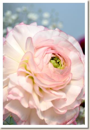 ラナンキュラス　ハグクミ（育み）（RANUNCULUS　Hagukumi）｜花の手帖のwebラナンキュラス図鑑