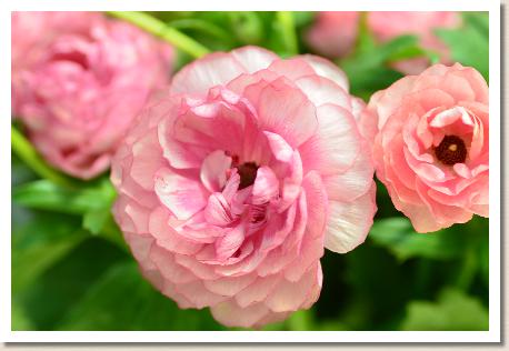 ラナンキュラス　ヘラ（RANUNCULUS　Hera）｜花の手帖のwebラナンキュラス図鑑