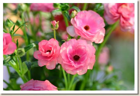 ラナンキュラス　ヘラ（RANUNCULUS　Hera）｜花の手帖のwebラナンキュラス図鑑