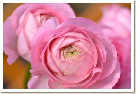 ラナンキュラス　ジュリアン（RANUNCULUS　Julien）｜花の手帖のwebラナンキュラス図鑑